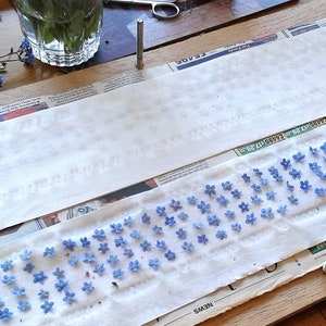 May include: Two long, rectangular strips of white paper are laid out, with one strip featuring rows of small, five-petaled blue forget-me-not flowers pressed onto the surface. The paper strips are positioned on a wooden surface with metal pins.