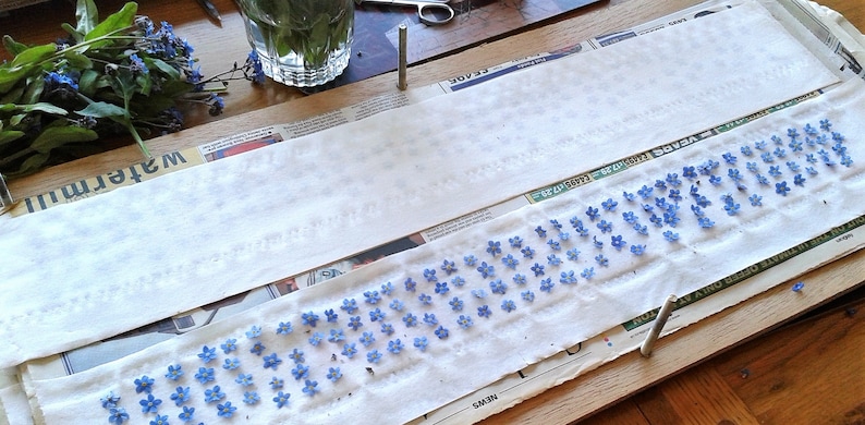 May include: Two long, rectangular strips of white paper are laid out, with one strip featuring rows of small, five-petaled blue forget-me-not flowers pressed onto the surface. The paper strips are positioned on a wooden surface with metal pins.