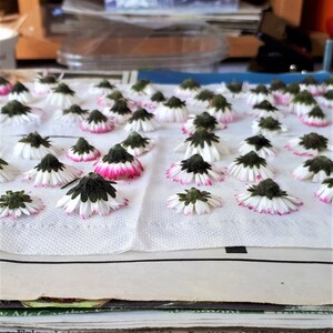 May include: A collection of small daisy flower heads arranged on a white paper towel. Each flower head features white petals with pink-tipped edges and a dark green, textured calyx base. The flowers are spread out in a grid-like pattern for drying.