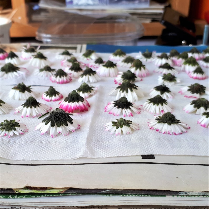 May include: A collection of small daisy flower heads arranged on a white paper towel. Each flower head features white petals with pink-tipped edges and a dark green, textured calyx base. The flowers are spread out in a grid-like pattern for drying.