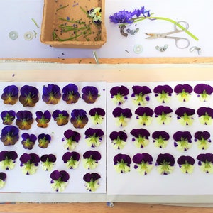 May include: A collection of pressed pansy flowers arranged in rows on two white rectangular sheets. The flowers feature deep purple, violet, and pale yellow petals. Above the sheets are a small cardboard tray, scissors, and blue flowers.