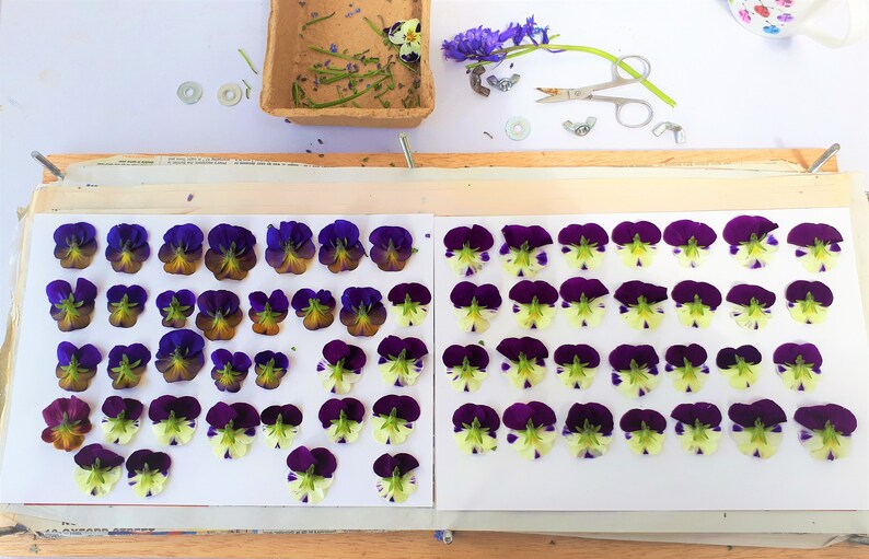 May include: A collection of pressed pansy flowers arranged in rows on two white rectangular sheets. The flowers feature deep purple, violet, and pale yellow petals. Above the sheets are a small cardboard tray, scissors, and blue flowers.