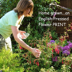 May include: A person in a light green shirt picking red flowers from a bush in a garden. The text "Home grown...an English Pressed Flower PRINT" is visible in the image. Purple hydrangeas and green foliage are also present.