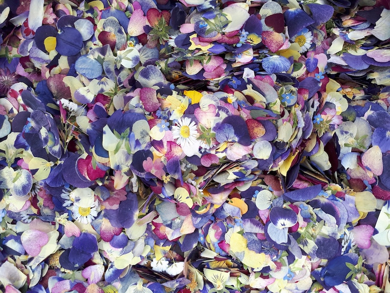 May include: A dense collection of dried flower petals and small blossoms in shades of deep purple, violet, magenta, yellow, and white. The assortment includes various pansy petals, small daisies, and tiny blue forget-me-nots scattered throughout.