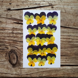Altos compactés, Lot de 15 altos jaunes, Fabrication de cartes, Réservation de déchets, Fabrication de bijoux, Fournitures de fleurs séchées, Décoration de gâteau
