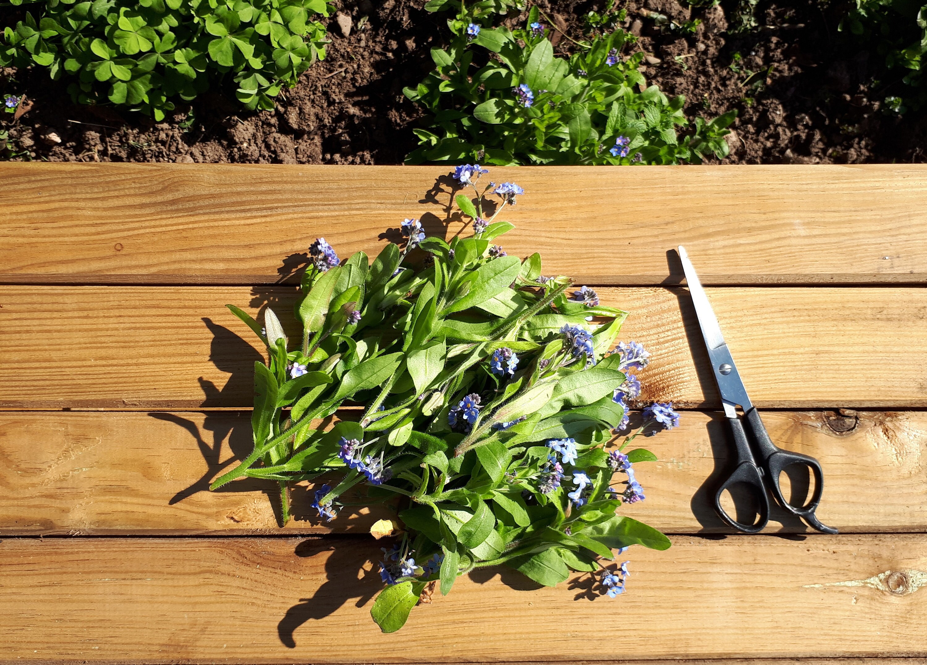 Pack 50 Dried Pressed Flower Etsy