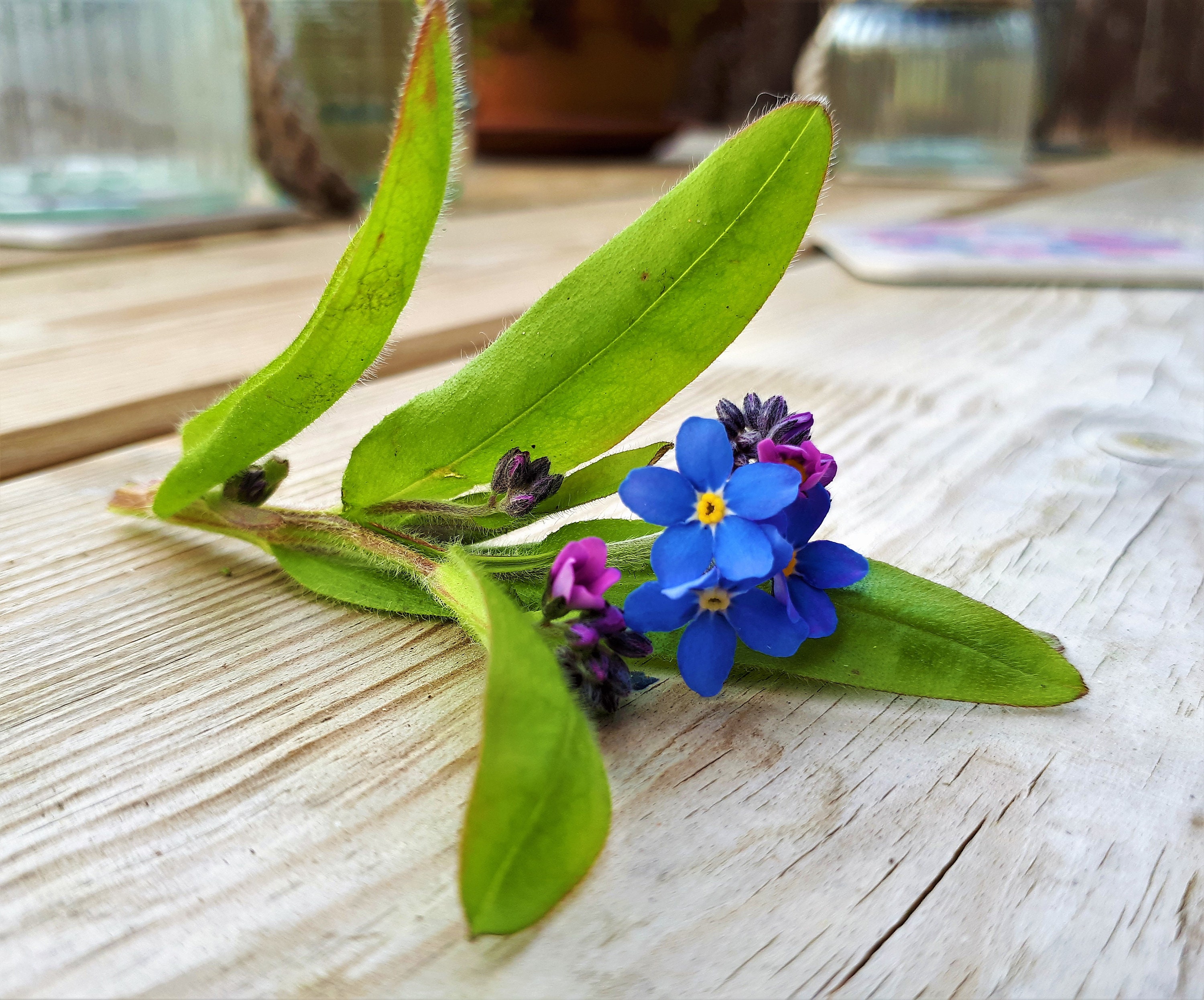 Pack 50 Dried Pressed Flower Etsy