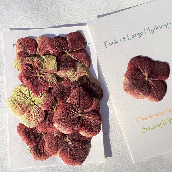 Dried Hydrangeas Etsy UK