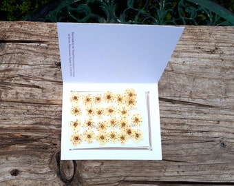 Pressed May Blossom, Pack of 25 Dried May Blossom, Pressed Flower Supplies, Scrapbooking, Resin Jewellery, Card Making