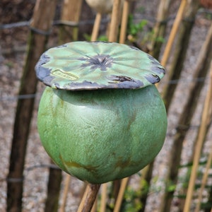 Papaverbol groen groot