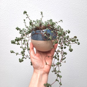 Può includere: Una piccola pianta ricadente con foglie verdi che cresce in un vaso di ceramica blu e bianco. Il vaso ha una smaltatura testurizzata e craquelé.