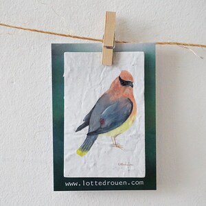 Illustration waxwing on blooming growing paper paper with seeds, blooming message, small sweet gift, flowerpaper, bird image 2