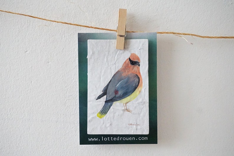 Illustration waxwing on blooming growing paper paper with seeds, blooming message, small sweet gift, flowerpaper, bird image 2