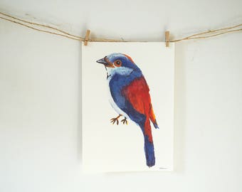 Poster A4 of a colorful bird red and blue (Silver Breasted Broadbill, animals, decorations)