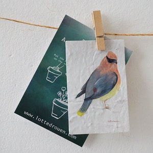 Illustration waxwing on blooming growing paper paper with seeds, blooming message, small sweet gift, flowerpaper, bird image 1