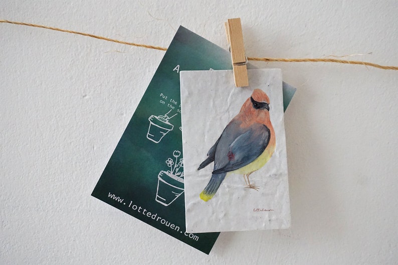 Illustration waxwing on blooming growing paper paper with seeds, blooming message, small sweet gift, flowerpaper, bird image 1