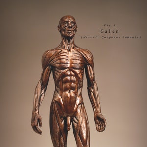Galen (Musculi Corporis Humanis)