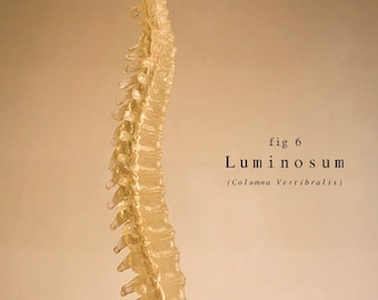Luminosum   (Columna Vertebralis )