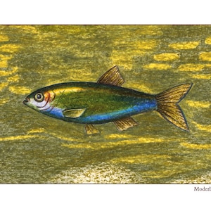 Pu&ograve; includere: Un'illustrazione dettagliata di un pesce argentato che nuota in uno sfondo di acqua verde e giallo. Il pesce ha una striscia blu lungo il fianco e una pinna caudale gialla.