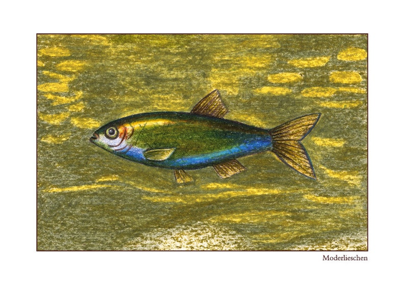 Pu&ograve; includere: Un'illustrazione dettagliata di un pesce argentato che nuota in uno sfondo di acqua verde e giallo. Il pesce ha una striscia blu lungo il fianco e una pinna caudale gialla.