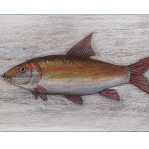 May include: A detailed pencil drawing of a Barbel fish, a type of freshwater fish, on a light wood background.