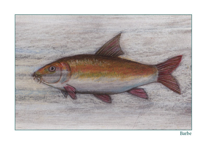 May include: A detailed pencil drawing of a Barbel fish, a type of freshwater fish, on a light wood background.