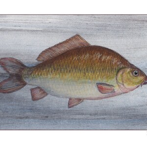 May include: A detailed illustration of a carp fish, depicted in shades of brown, yellow, and red, swimming against a light gray background. The fish is shown in profile, with its scales and fins clearly visible. The word "Karpfen" is written in black at the bottom of the image.