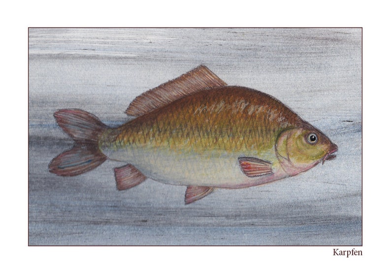 May include: A detailed illustration of a carp fish, depicted in shades of brown, yellow, and red, swimming against a light gray background. The fish is shown in profile, with its scales and fins clearly visible. The word "Karpfen" is written in black at the bottom of the image.