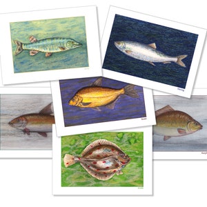 May include: Set of six illustrated cards featuring different types of fish. Each card has a white border and a blue, green, or purple background. The fish are drawn in a realistic style with detailed markings. The names of the fish are printed below each image: Pike, Herring, Bream, Carp, Flounder, and Roach.