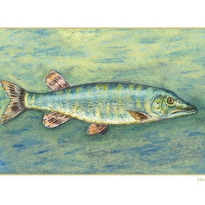 May include: A painting of a green and yellow fish with brown fins, swimming in blue water. The word "Hecht" is written in the bottom right corner.