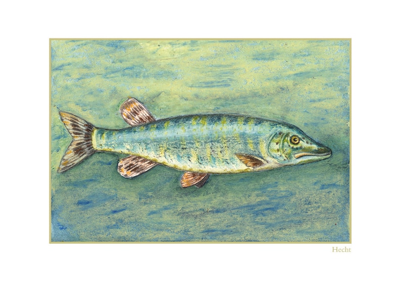 May include: A painting of a green and yellow fish with brown fins, swimming in blue water. The word "Hecht" is written in the bottom right corner.