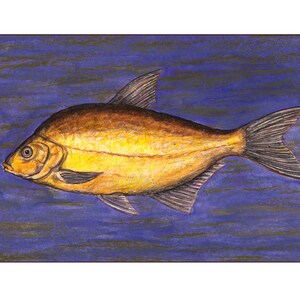 May include: A detailed illustration of a brasse fish, a type of freshwater fish, swimming in a blue and purple water background. The fish is depicted in a realistic style with a golden yellow body and brown fins.