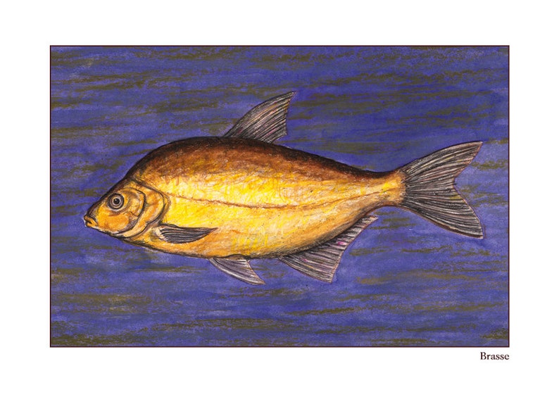 May include: A detailed illustration of a brasse fish, a type of freshwater fish, swimming in a blue and purple water background. The fish is depicted in a realistic style with a golden yellow body and brown fins.