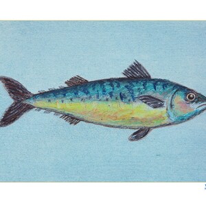 Pu&ograve; includere: Un'illustrazione disegnata a mano di un pesce sgombro su uno sfondo blu chiaro. Il pesce &egrave; disegnato in tonalit&agrave; di blu, verde, giallo e marrone. La parola "Makrele" &egrave; scritta in blu nella parte inferiore dell'immagine.
