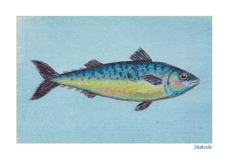 Pu&ograve; includere: Un'illustrazione disegnata a mano di un pesce sgombro su uno sfondo blu chiaro. Il pesce &egrave; disegnato in tonalit&agrave; di blu, verde, giallo e marrone. La parola "Makrele" &egrave; scritta in blu nella parte inferiore dell'immagine.