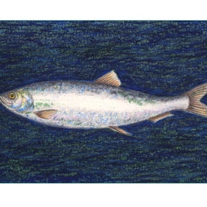 May include: A silver-colored herring fish with a dark blue background. The fish is swimming to the right. The word "Herring" is written in green at the bottom of the image.