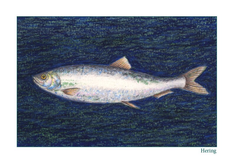 May include: A silver-colored herring fish with a dark blue background. The fish is swimming to the right. The word "Herring" is written in green at the bottom of the image.