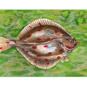 May include: A detailed illustration of a flatfish with red and blue spots on a green background. The fish is facing right and has a slightly open mouth. The text "Scholle" is at the bottom of the image.