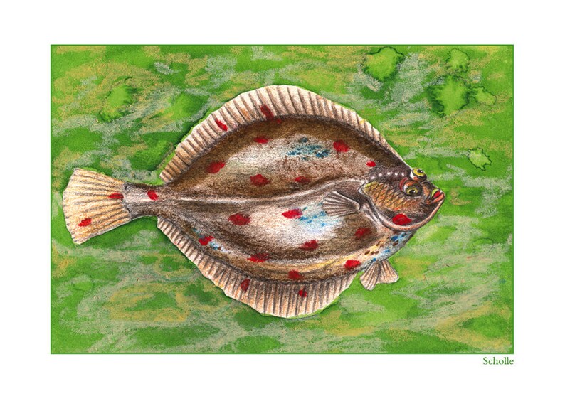 May include: A detailed illustration of a flatfish with red and blue spots on a green background. The fish is facing right and has a slightly open mouth. The text "Scholle" is at the bottom of the image.
