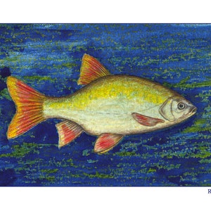 Pu&ograve; includere: Un dipinto ad acquerello di un pesce con pinne rosse che nuota in acqua blu con alghe verdi. Il pesce &egrave; giallo e bianco con pinne rosse e un occhio nero. Il testo "Rotfeder" &egrave; in basso nell'immagine.