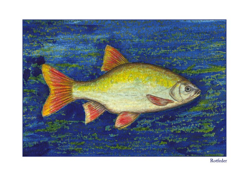 Pu&ograve; includere: Un dipinto ad acquerello di un pesce con pinne rosse che nuota in acqua blu con alghe verdi. Il pesce &egrave; giallo e bianco con pinne rosse e un occhio nero. Il testo "Rotfeder" &egrave; in basso nell'immagine.