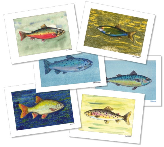 6 Postkarten, Fischset B, Meerforelle, Moderlieschen, Seesaibling, Rotfeder, Makrele, Bachforelle, Mischtechn., matter 300 g Karton, maritim