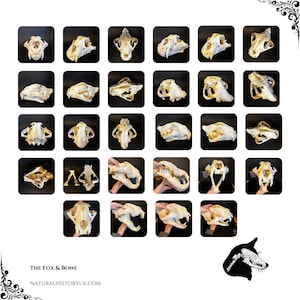 Bengal Tiger Skull Reference Photos – 28 Angles for Artists, Educators & Tattooists