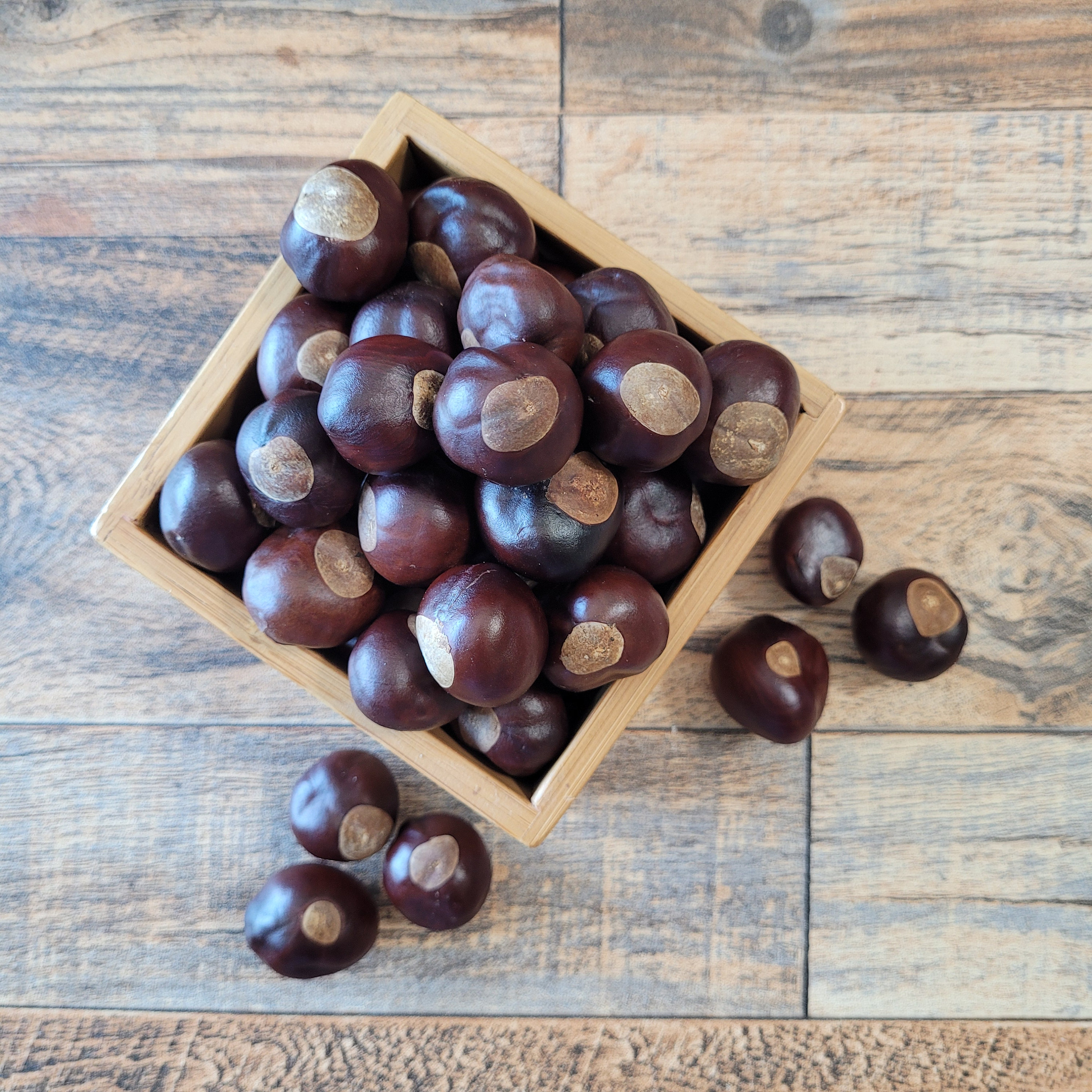Real Buckeyes Buckeye Nuts 50 ALL ROUND Mix Size, Real Dried Buckeyes Harvested in ...