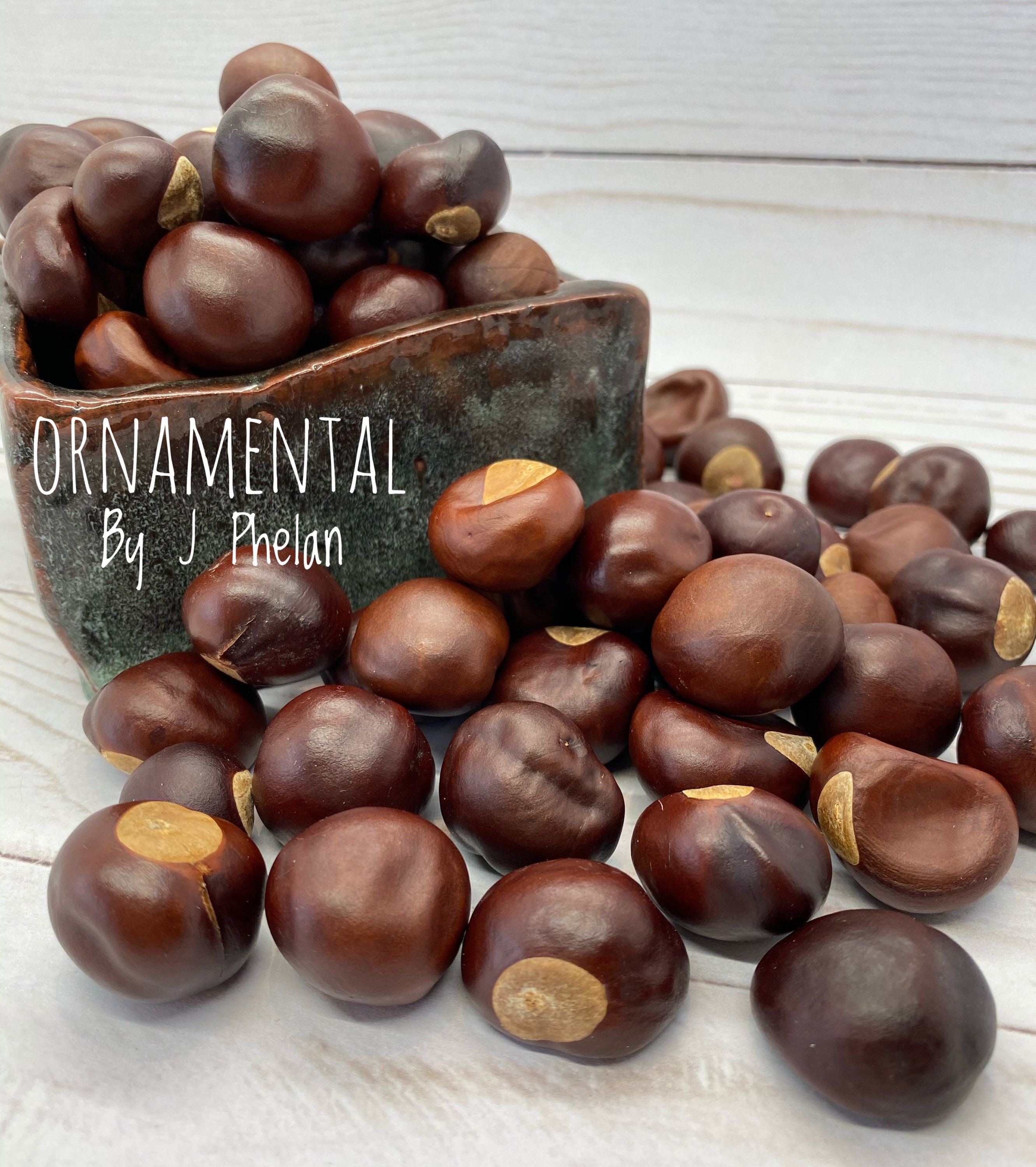Buckeye Nuts 3/4 lb 95 Small size Real Dried Buckeyes Etsy