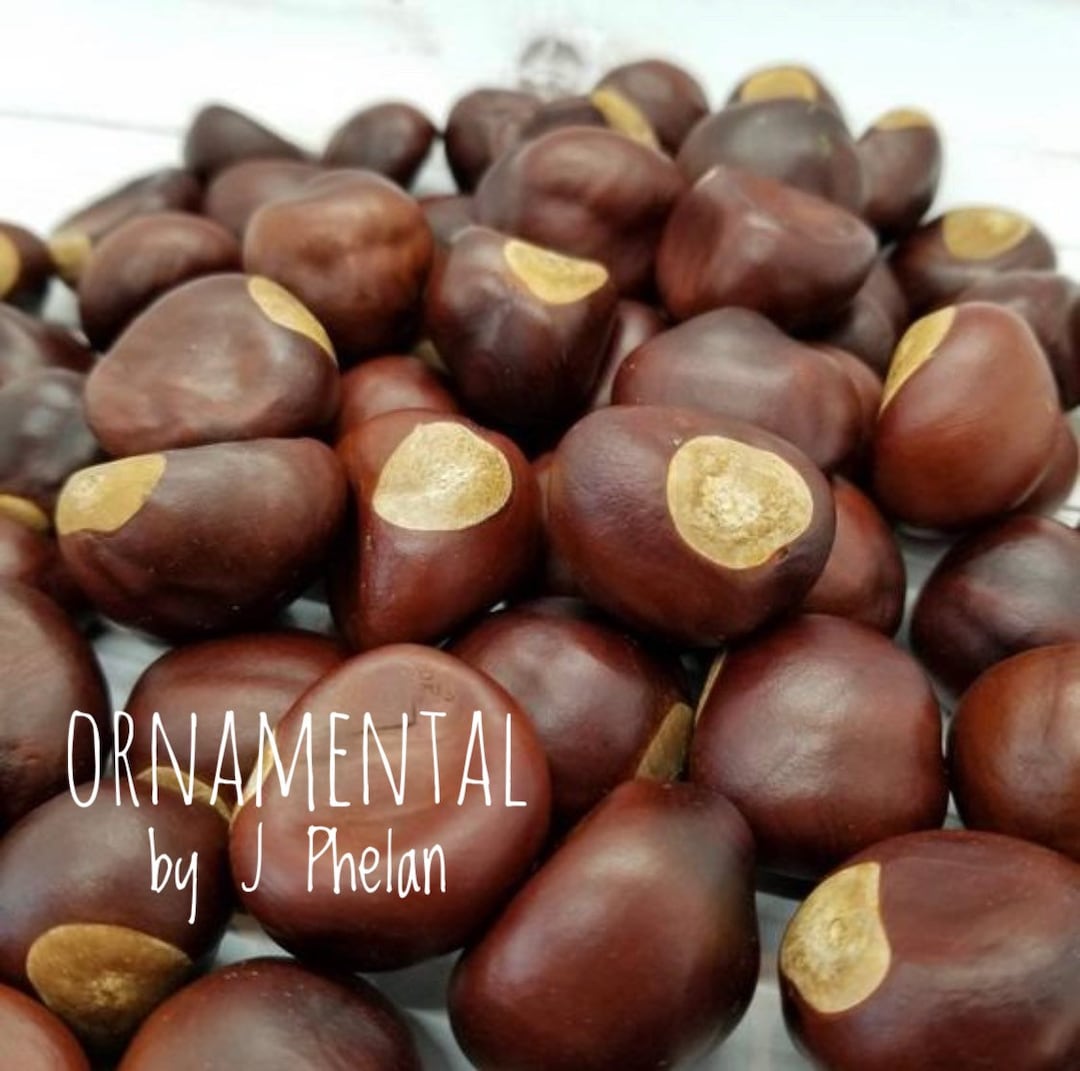 Buckeye Nuts 3/4 Lb 35 Large Size Real Dried Buckeyes Etsy