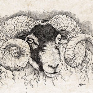 Scottish Blackface Ram Greetings Card