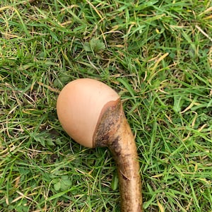 May include: A close-up of a wooden walking stick with a smooth, light brown, egg-shaped handle. The stick is lying on a bed of green grass.