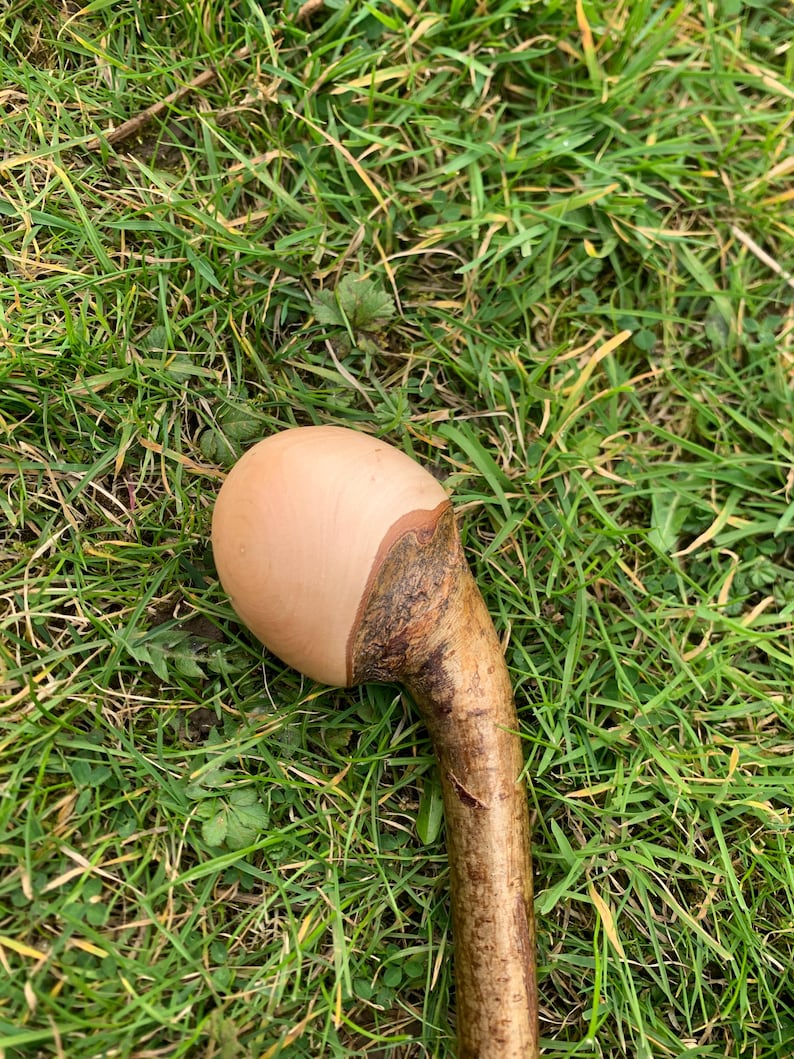 May include: A close-up of a wooden walking stick with a smooth, light brown, egg-shaped handle. The stick is lying on a bed of green grass.
