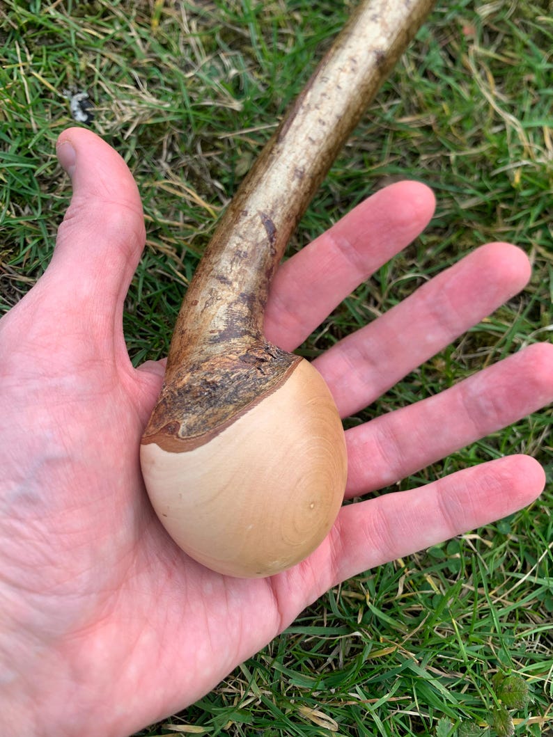 May include: Close-up of a wooden walking stick with a smooth, rounded knob at the top. The knob is made of light-colored wood and is surrounded by a darker brown wood.